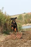 DOBERMANN 512